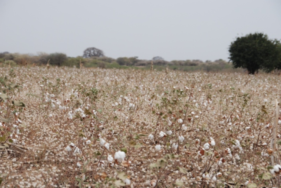 Ein Baumwollfeld in Tansania